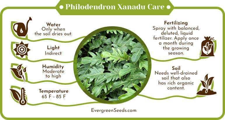 Philodendron xanadu care infographic