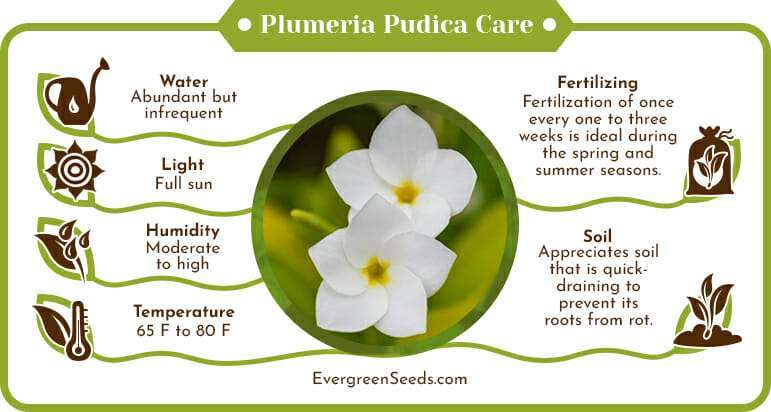 Plumeria pudica care infographic