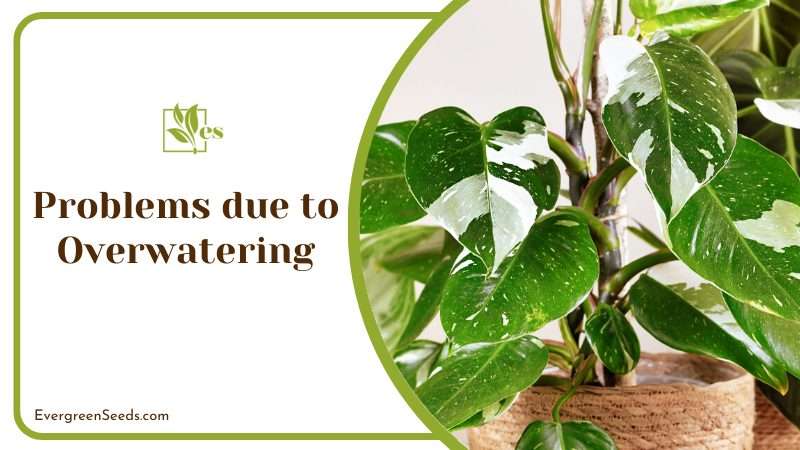 Problems due to Overwatering
