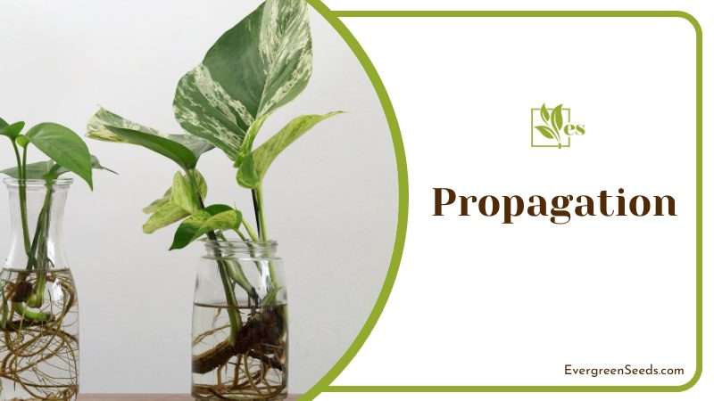 Propagate Philodendron White Princess by taking stem cuttings