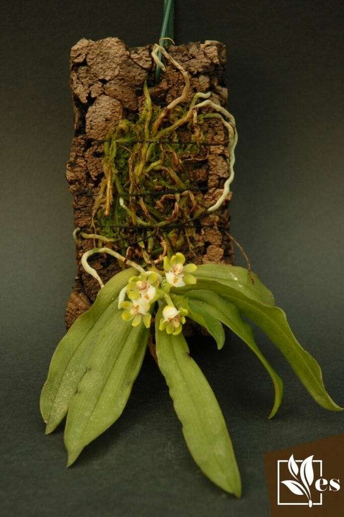 Rare wild epiphytic orchid Gastrochilus japonicus