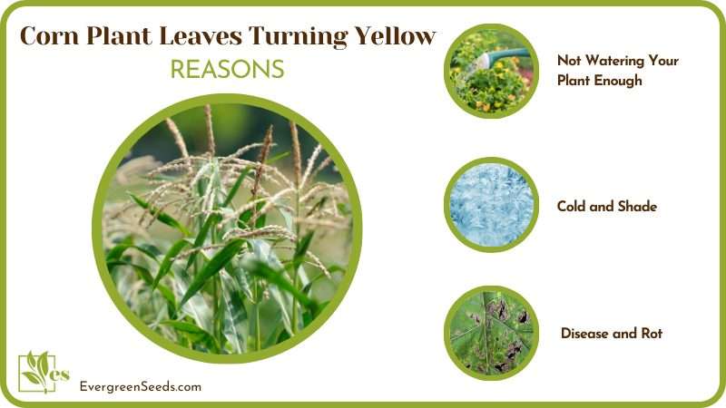 Reasons Behind Corn Leaves That Yellow