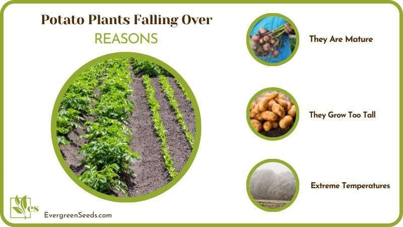 Regulate Potato Plant Growth