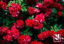 Red roses in bush
