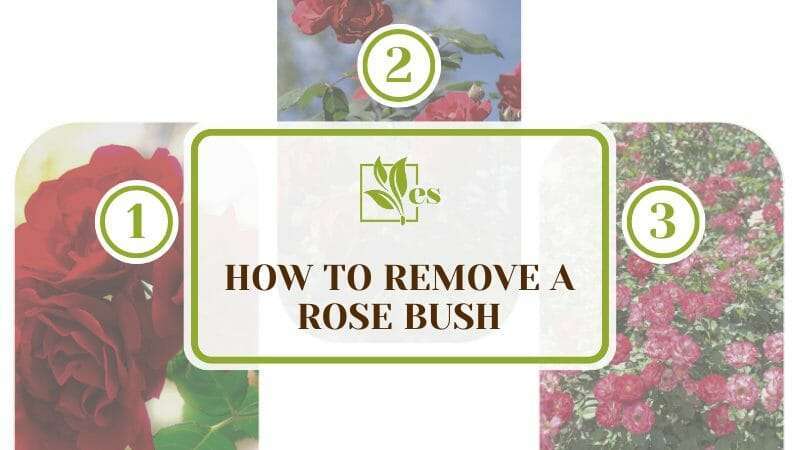 Remove a Rose Bush