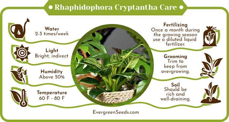 Rhaphidophora cryptantha care infographic