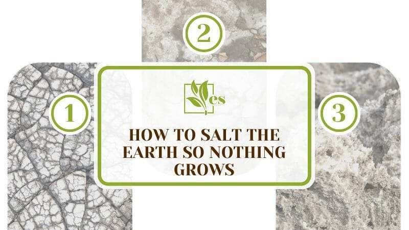 Salt the Earth So Nothing Grows