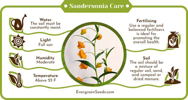 Sandersonia care infographic
