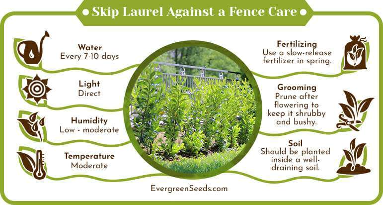 Skip laurel against a fence care infographic
