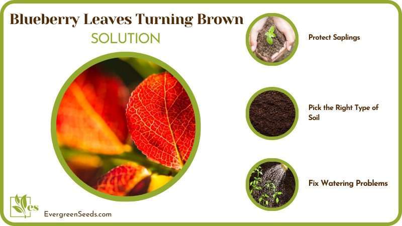 Save Blueberry Leaves from Dying