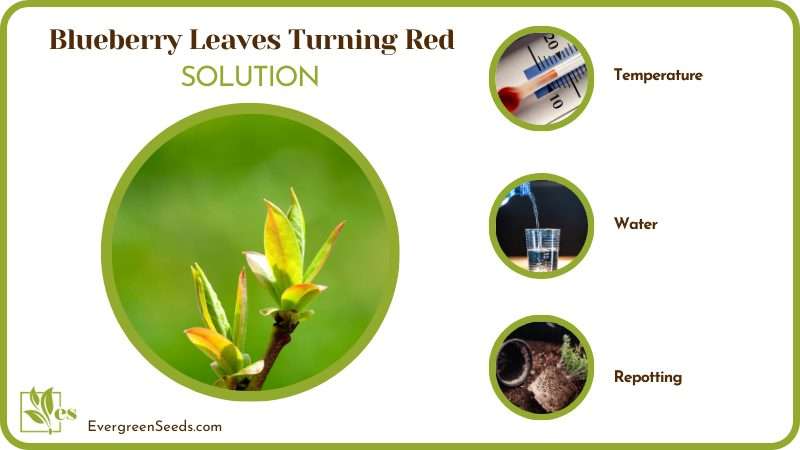 Caring for Blueberry Leaves