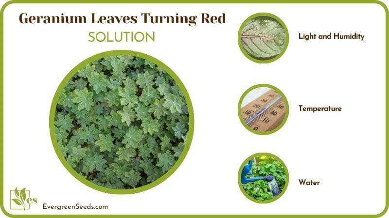 Ways to Save Geranium Leaves