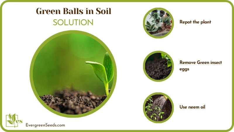remove green balls from soil