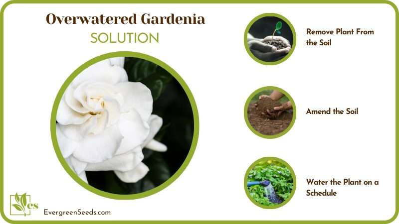Bring Gardenia Plant to Life