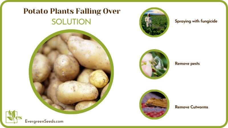 Save Potato From Falling Over 