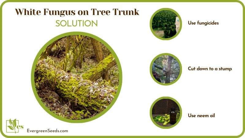 Solutions for White Fungus on Tree Trunk