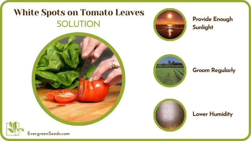 Remove the white spots of tomato leaf