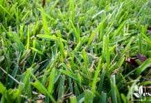 St augustine grass fresh cut