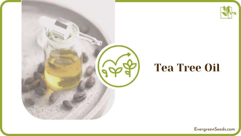 Tea Tree Oil kills bacteria