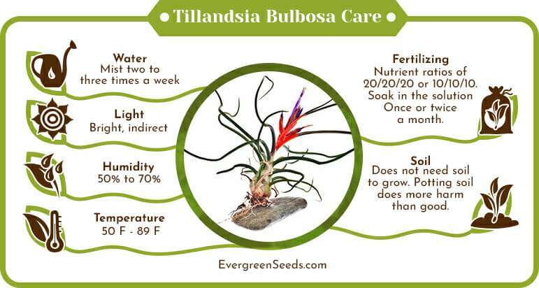 Tillandsia bulbosa care infographic
