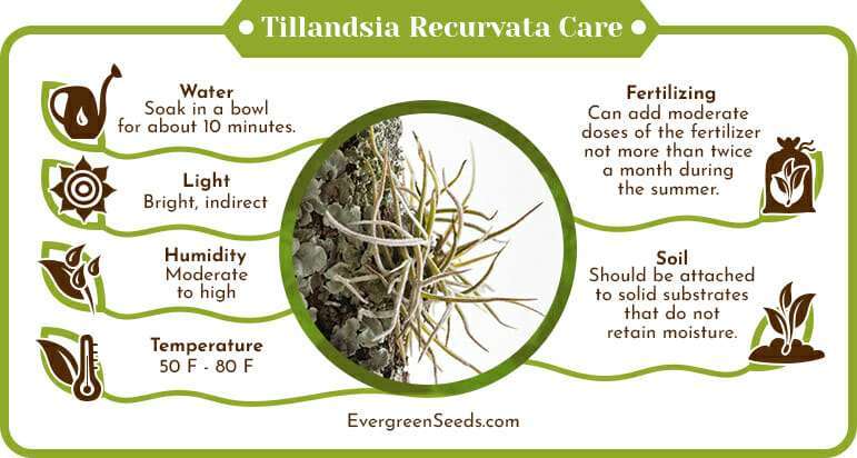 Tillandsia recurvata care infographic
