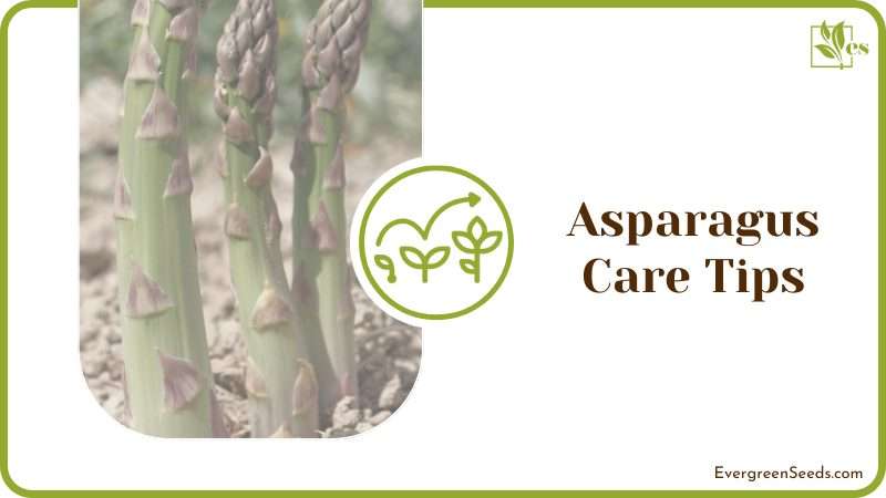Tips for Growing Asparagus From Cutting
