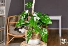 Tropical 'Philodendron White Princess' Houseplant with White Var