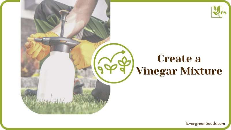Vinegar to Neutralizing Pee Odor