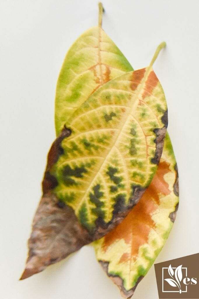 fallen avocado brown leaves