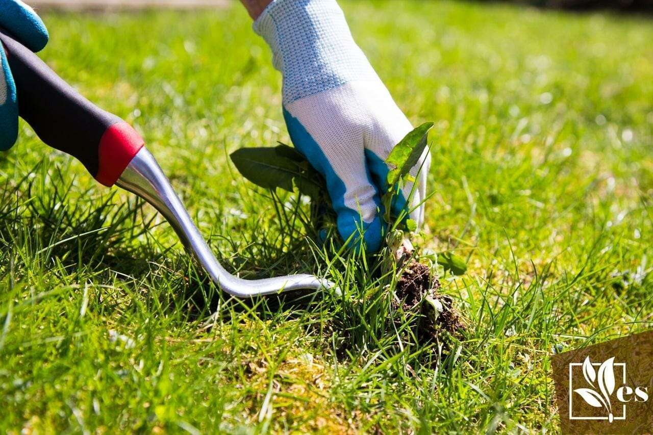 Best Way To Remove Weeds From Large Area: It Has Never Been Easier