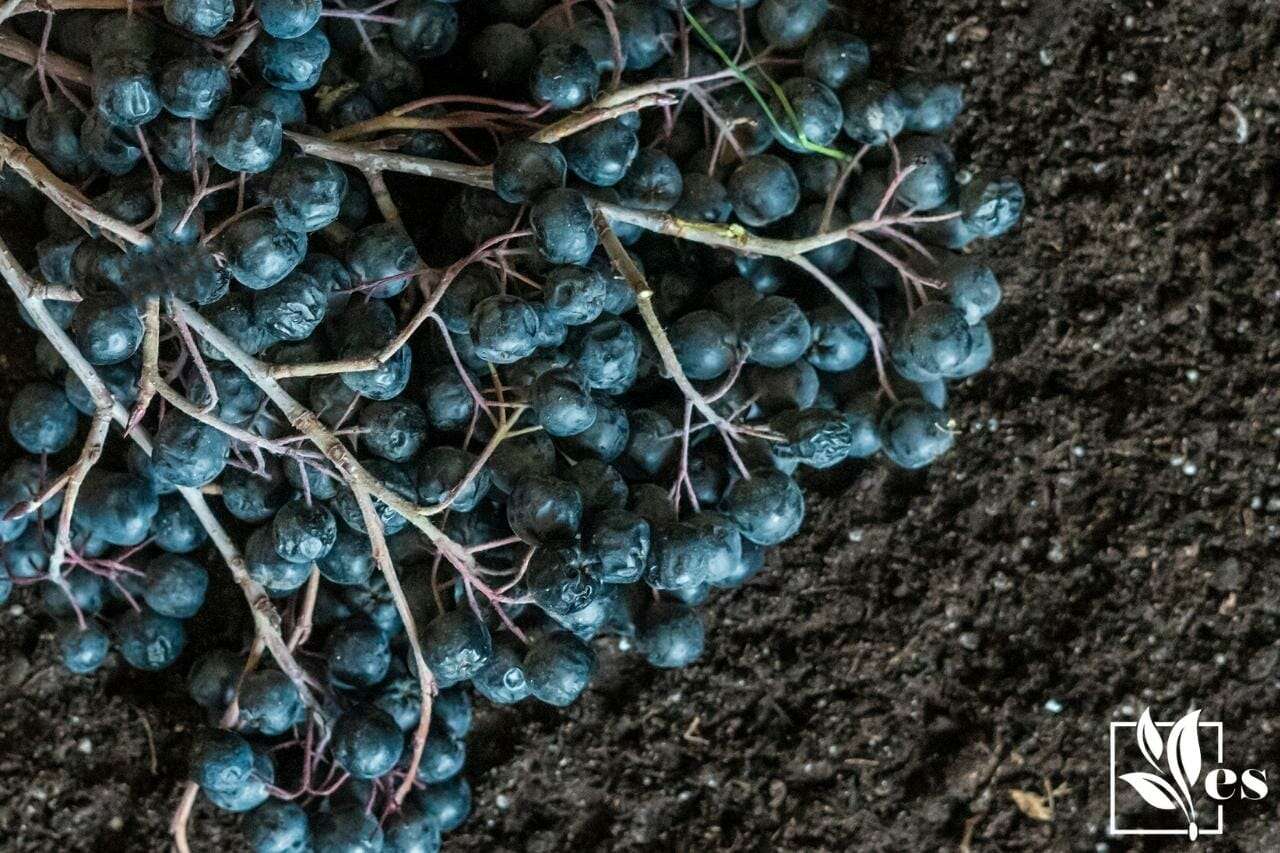 Make soil acidic for blueberries