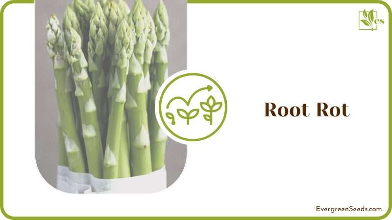 root rot in asparagus