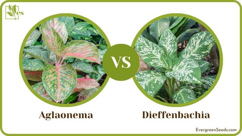 Aglaonema vs Dieffenbachia What Makes Them Different 1