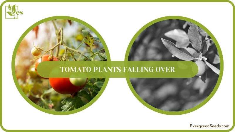 Tomato Plants with Green Stem