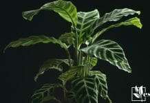 Calathea Concinna The Exotic Plant