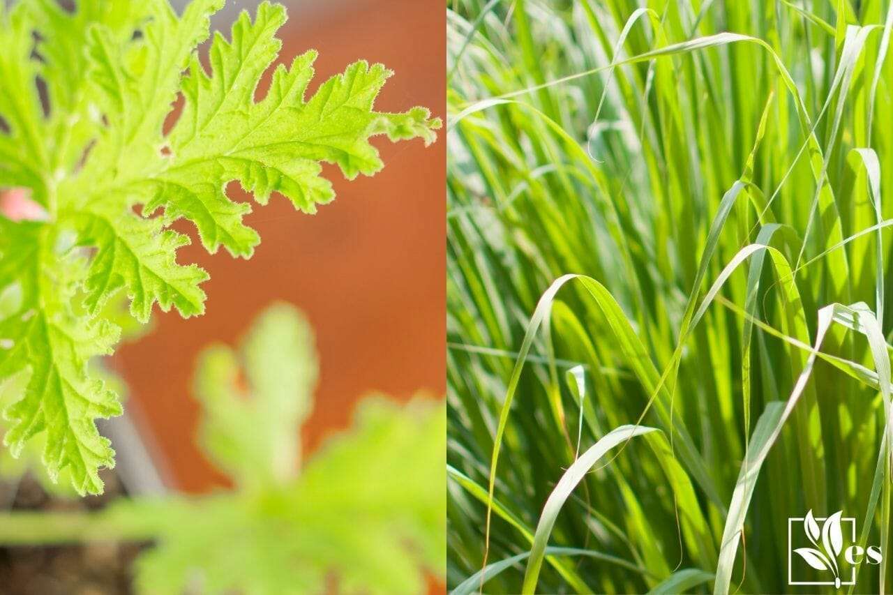 Citronella Plant vs Lemongrass comparison
