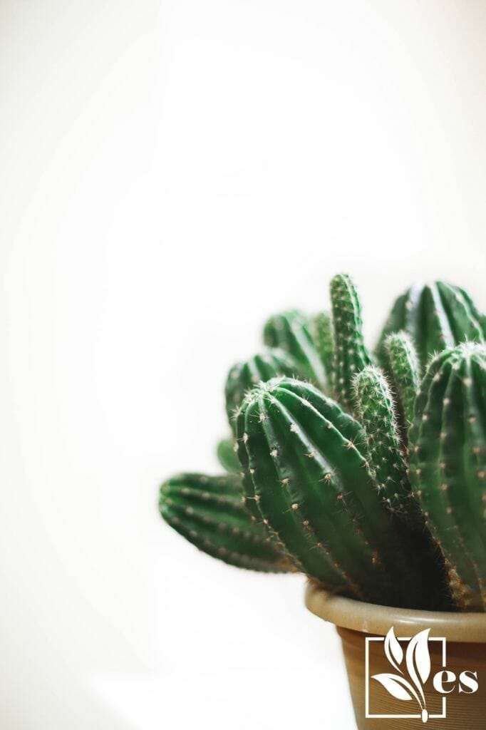 Closeup Photo of Cactus Plant in a Pot