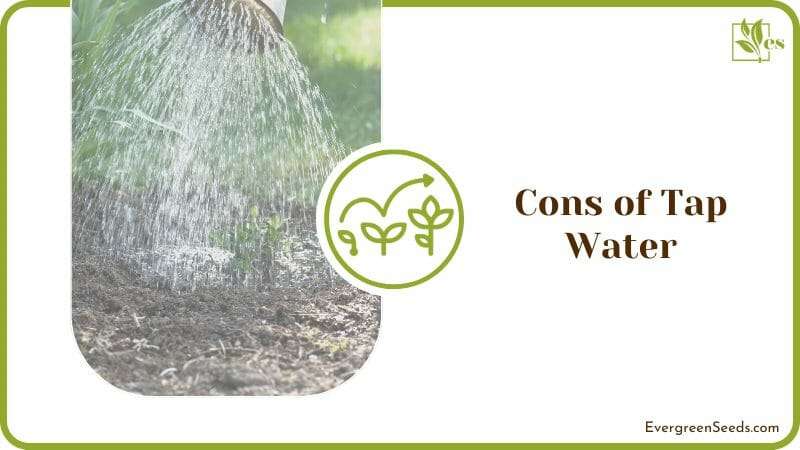 Cons of Tap Water for Plants