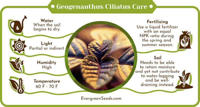Geogenanthus Ciliatus Care Infographic