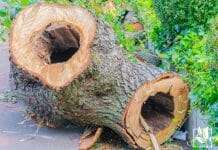 Hollowed out tree trunk