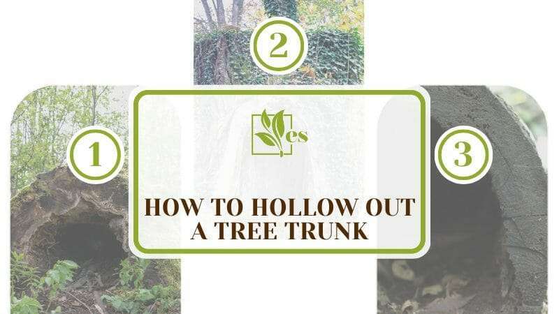 How To Hollow Out a Tree Trunk