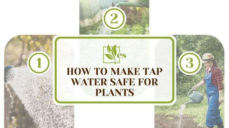 How To Make Tap Water Safe for Plants
