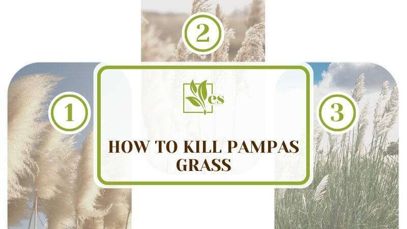 Kill Pampas Grass