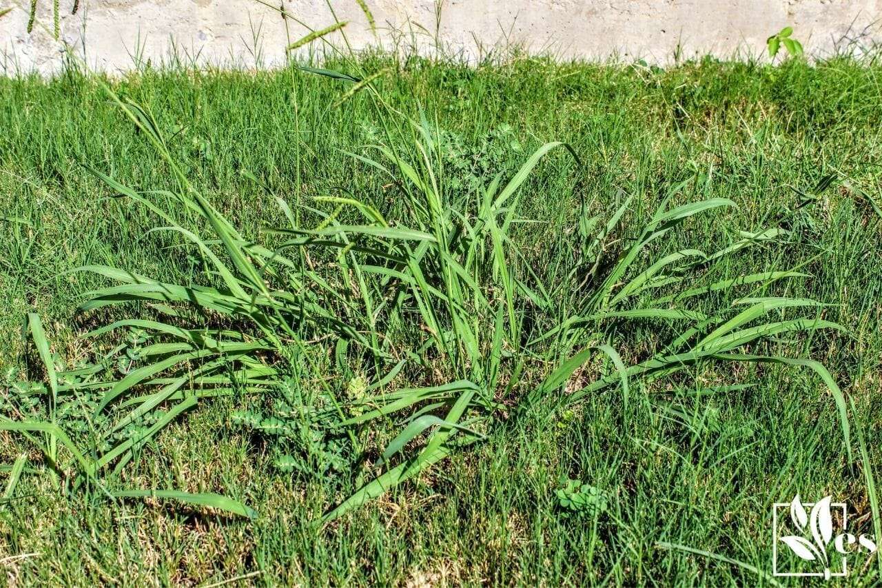 Lawn taken over by Crabgrass (Panicum virgatum) Weeds
