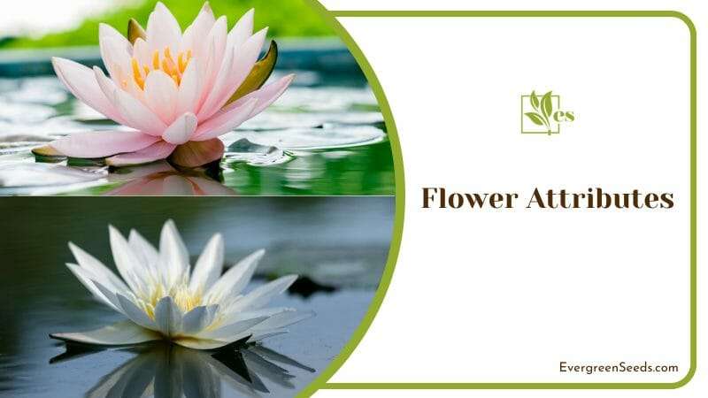 Lotus Flower Attributes
