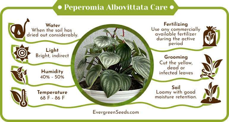 Peperomia Albovittata Care Infographic