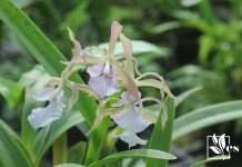 Rare wild epiphytic orchid Aerangis punctata