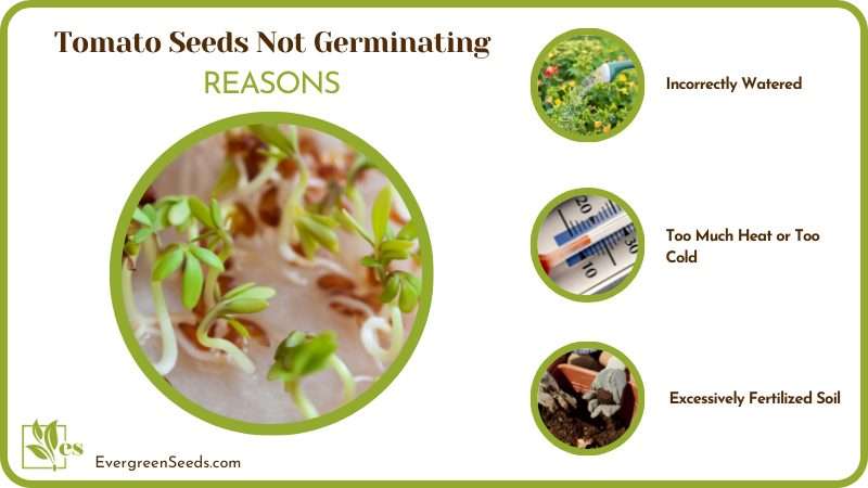 Reasons for Tomato Seeds Not Germinating 