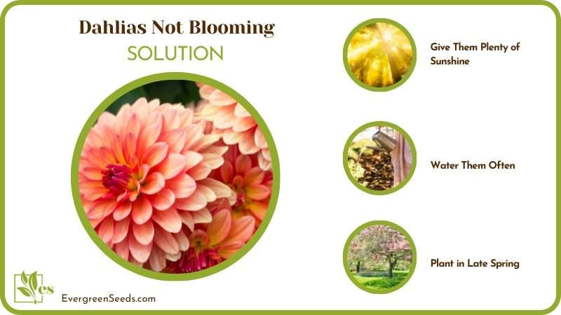 Care for Dahlias Flowers