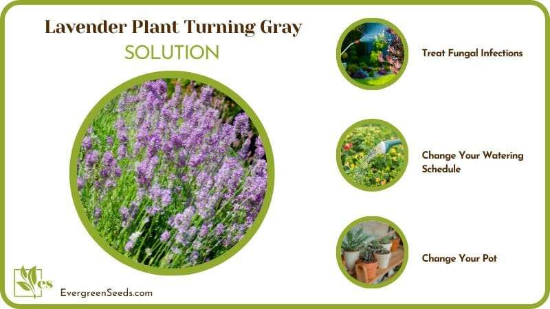 How to Save Lavender Plants